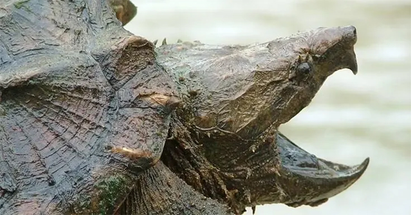 โดนเต่ากัด pantip