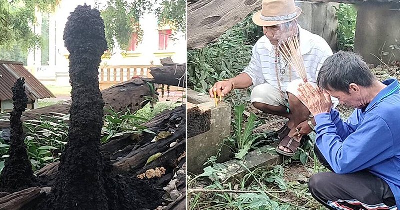 จอมปลวก2พี่น้อง