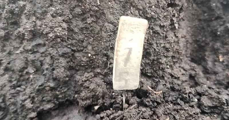 จอมปลวก2พี่น้อง