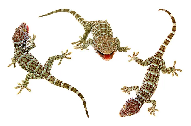 ฝันเห็นตุ๊กแก