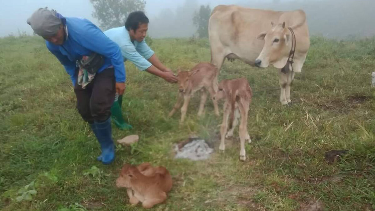 วัวออกลูกแฝด เลขอะไร-"A cow gives birth to twins, what number"