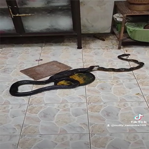 งูเหลือมบุกบ้านกินหนู-"A python invades a house and eats a rat."