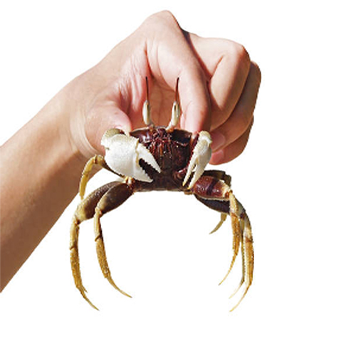 ฝันเห็นปู 1 ตัว-"Catch crabs"