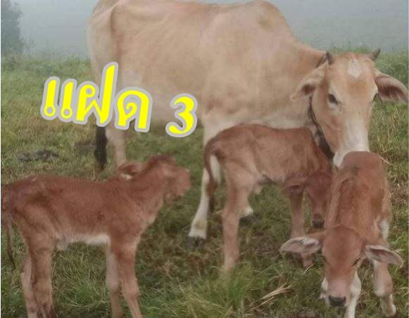 ลักษณะวัวท้องแฝด-"Characteristics of twin pregnant cows"