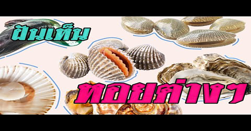 ฝันเห็นจับหอย-"Dream about catching shellfish"