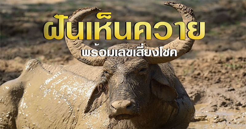ฝัน ได้ขี่ควาย ตัวใหญ่-"Dream of riding a big buffalo"