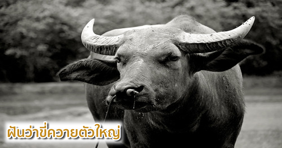 ฝันว่าขี่ควายตัวใหญ่ -"Dream of seeing a big buffalo"