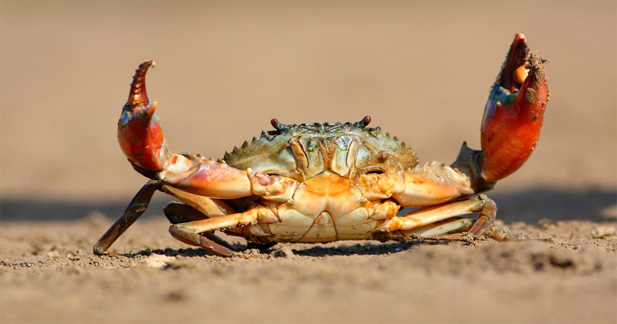 ฝันเห็นปู 1 ตัว-"Dream of seeing a big crab"