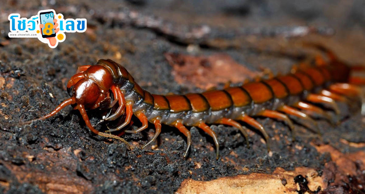 ฝันเห็นตะขาบตัวใหญ่ 1 ตัว  - "Dreamed of seeing a large centipede"