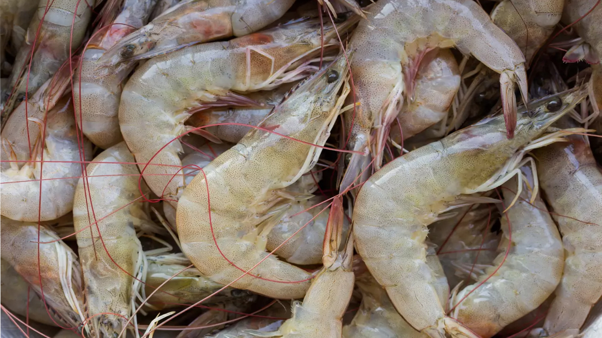 ฝันเห็นจับกุ้งเยอะมาก-"Dreamed of catching a lot of shrimp."