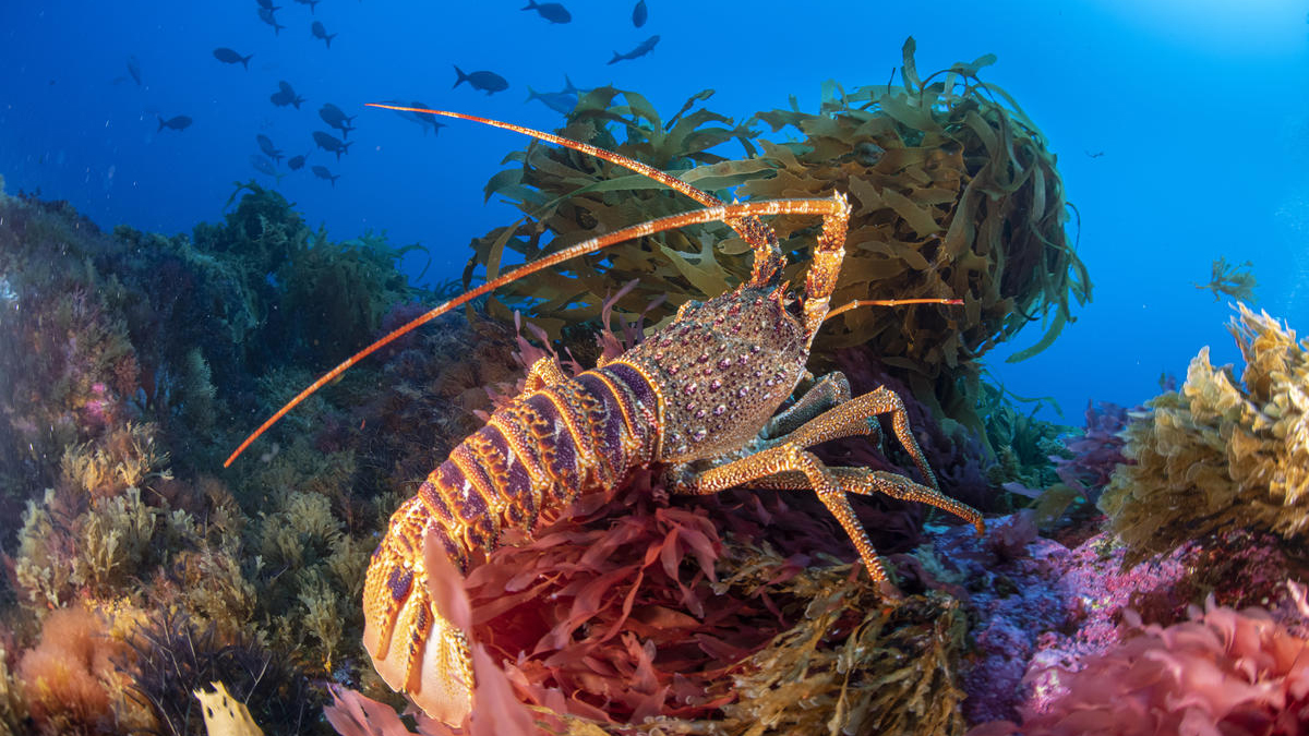 ฝันเห็นจับกุ้งเยอะมาก-"Dream of seeing shrimp"