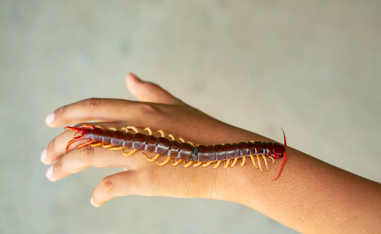 ฝันว่าตะขาบกัดมือ-"Dream that a centipede bites your hand"