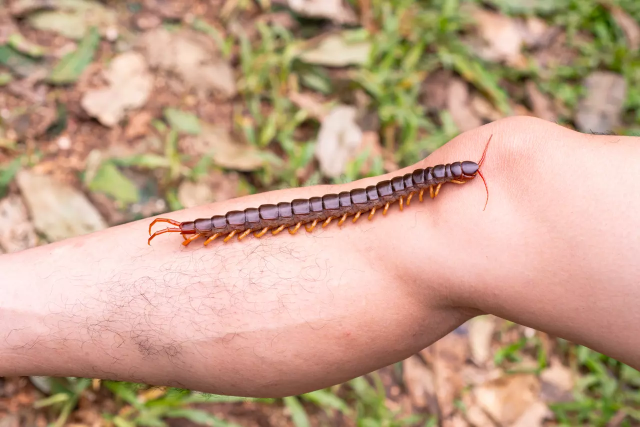 ฝันว่าตะขาบไต่ตัวแต่ไม่กัด-"Dreamed of a centipede climbing but not biting."