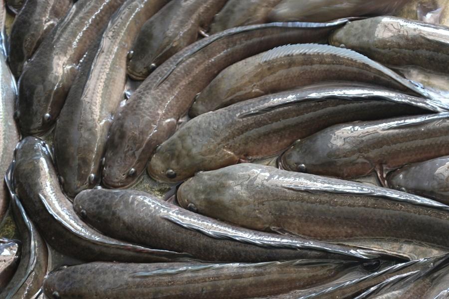 ฝันว่าได้จับปลาช่อนตัวใหญ่เลขเด็ด-"Dreamed of catching a big snakehead fish, lucky number."