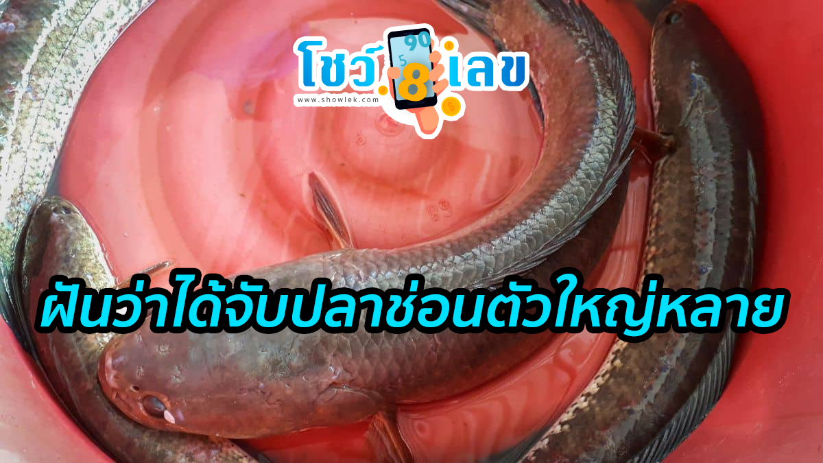 ฝันว่าได้จับปลาช่อนตัวใหญ่หลาย เปิดตำราทำนายฝัน บอกความหมาย ตีเลขเด็ดนำโชค ได้ที่นี่ showlek.com
