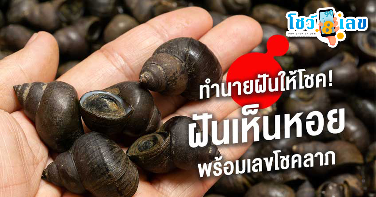 ฝันว่าได้จับหอยขม รวมคำทำนายฝันเห็นหอย ต้องระวังเรื่องใดบ้าง พร้อมเลขเด็ด
