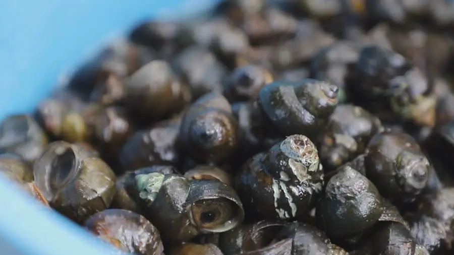 ฝันว่าได้เก็บหอยเยอะมาก เลขเด็ด-"Dreamed of collecting a lot of shellfish, lucky numbers"