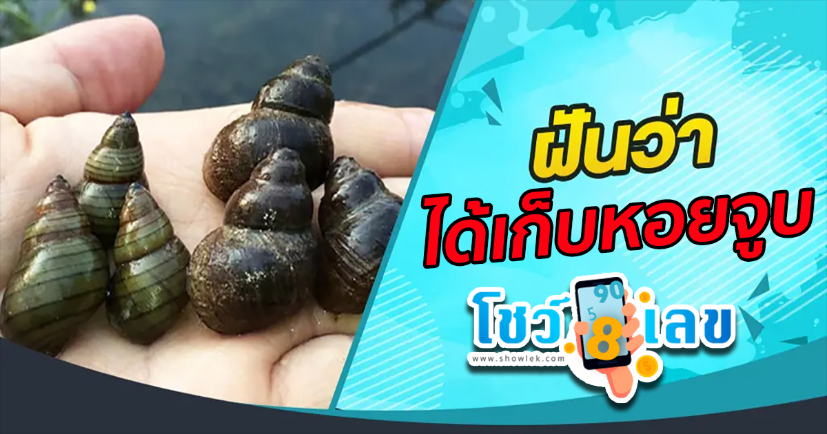 ทำนายฝันแม่นๆ ฝันว่าได้เก็บหอยจูบ คำทำนายฝัน บ่งบอกถึงโชคลาภ การงาน และความรักอย่างไรได้บ้าง