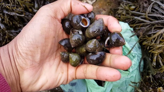 ฝันว่าได้เก็บหอยจูบ เลขเด็ด-"Dreamed of collecting kissing clams, lucky numbers"