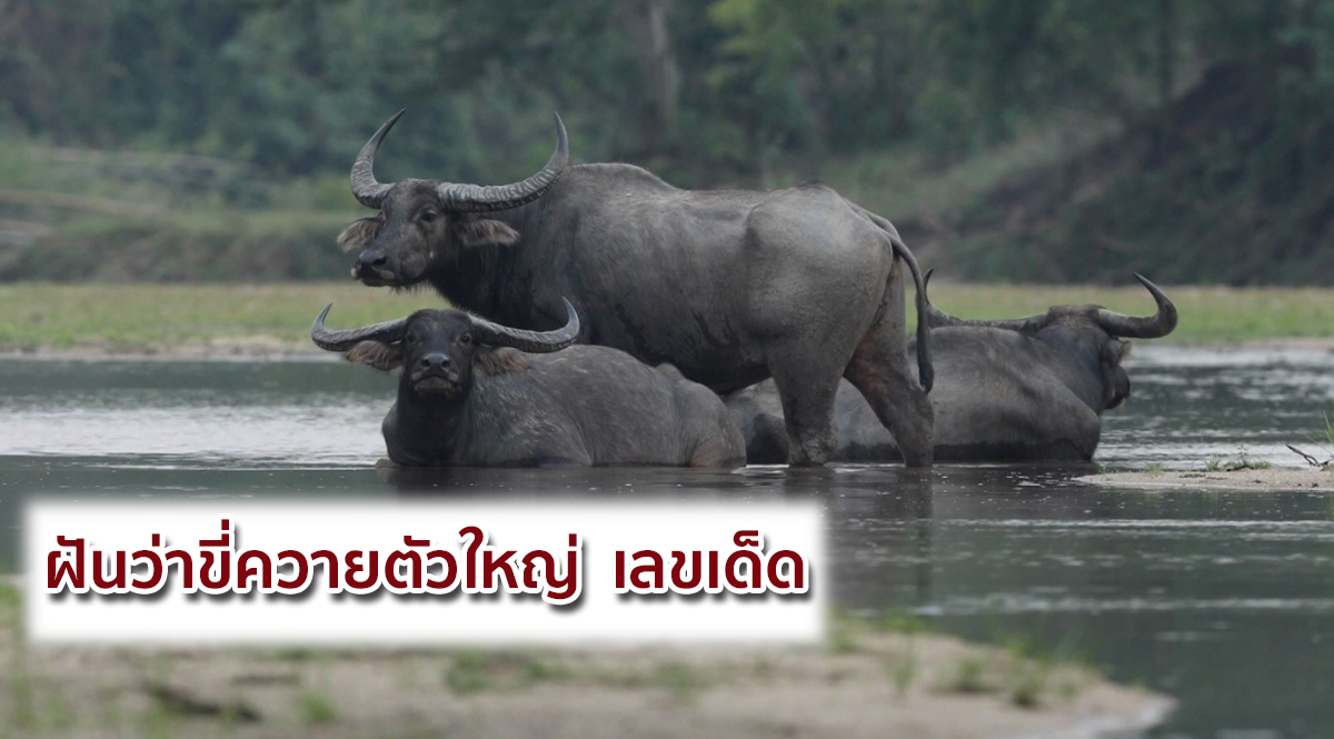 ฝันว่าได้ขี่ควาย เลขเด็ด -"Dreamed of riding a buffalo, lucky numbers"