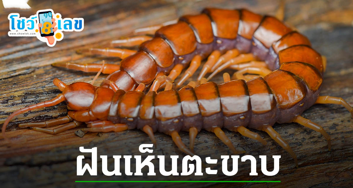 ฝันเห็นตะขาบตัวใหญ่ 1 ตัว ทำนายฝันว่าอย่างไร รวมเลขเด็ดแม่นๆ เลขมงคล ทำนายฝัน เตรียมรับทรัพย์ หวยงวดนี้