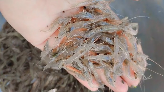 ฝันเห็นกุ้งตัวเล็กเยอะมาก-''Dreamed of seeing a lot of small shrimp''
