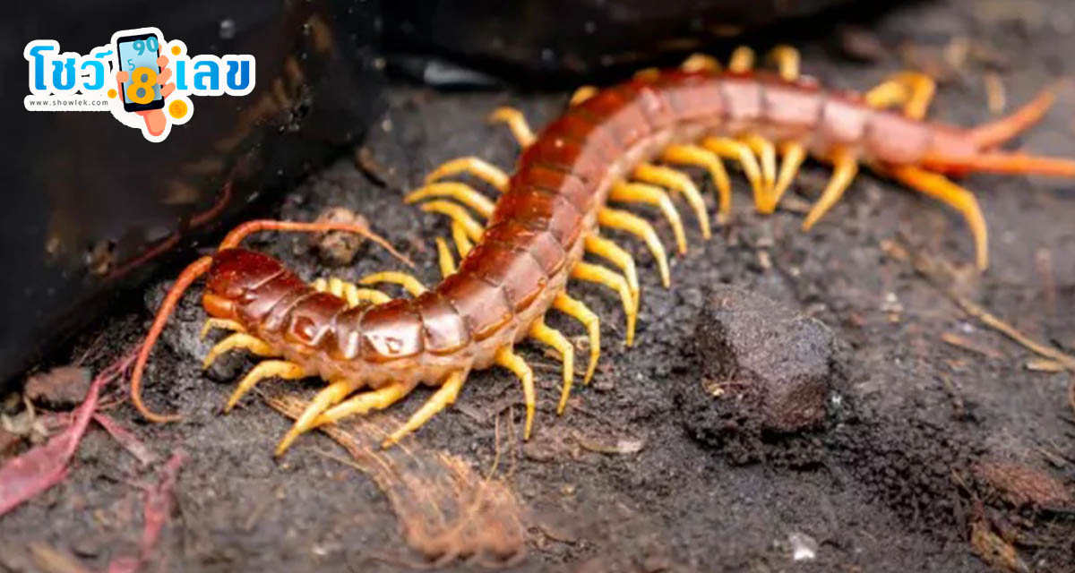 ฝันเห็นตะขาบ - "Dream of seeing a centipede"
