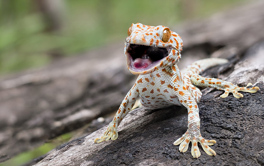 ฝันว่าตุ๊กแกกระโดดเกาะคอ-"Dreaming of a gecko jumping and clinging to your neck.1"