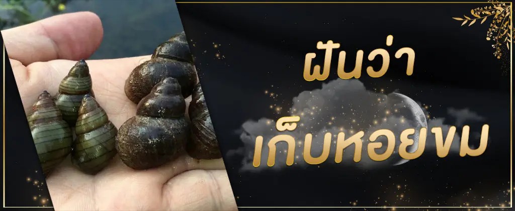 ฝันว่าได้จับหอยขม-"Dreaming of catching a lot of periwinkles is a lucky number."