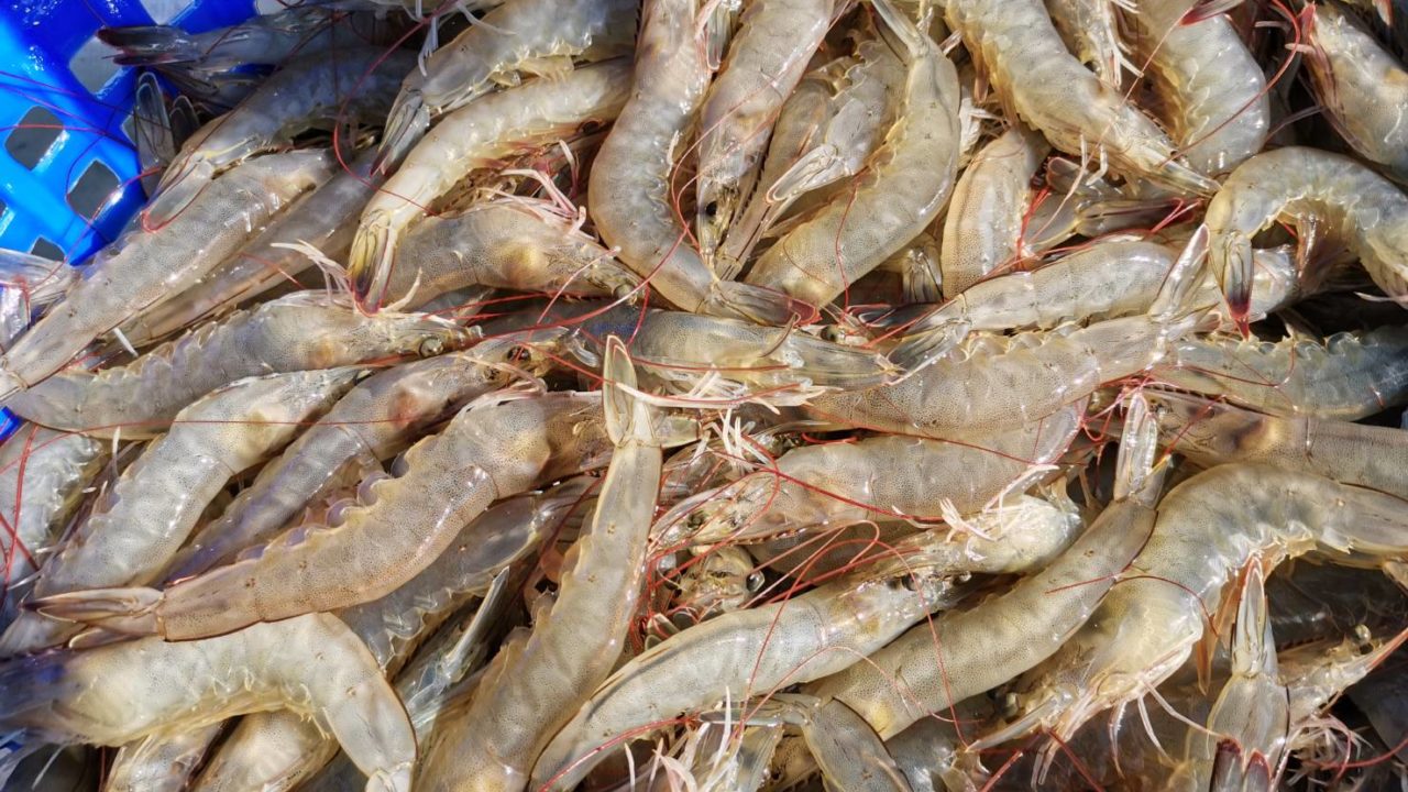 ฝันเห็นกุ้งเต็มไปหมด-''Dreaming of catching shrimp lucky numbers''