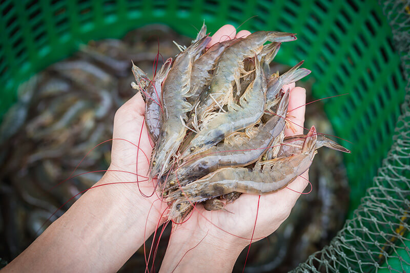 ฝันว่าจับกุ้งด้วย มือ-''Dreaming of catching shrimp with your hands''