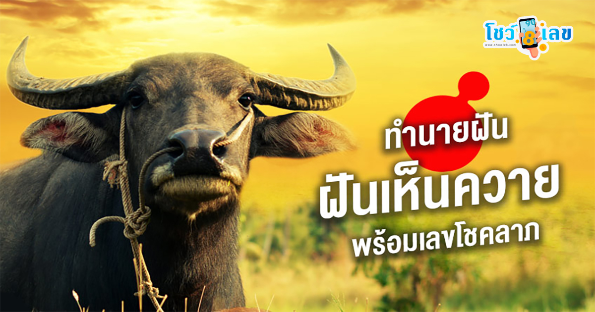 ฝันว่าขี่ควายดำ มีคำทำนายฝันว่าอะไร พร้อมแนวทางเลขเด็ด แม่นๆ เสี่ยงโชคงวดต่อไป ที่นี่