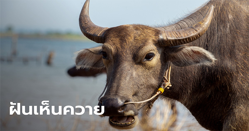 ฝันว่าขี่ควายดำ-"Dreaming of riding a black buffalo"