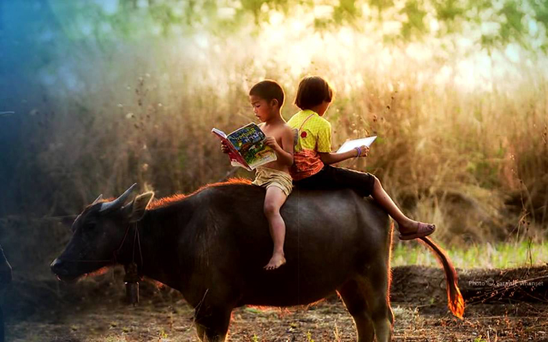 ฝันว่าได้ขี่ควาย เลขเด็ด-"Dreaming of riding a buffalo"