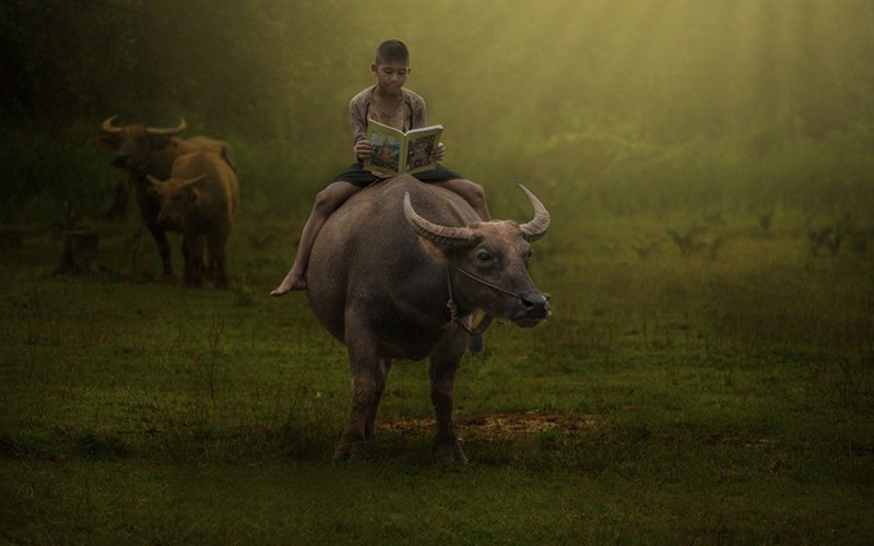ฝันว่าได้นั่งบนหลังควาย-" Dreaming of sitting on the back of abuffalo"