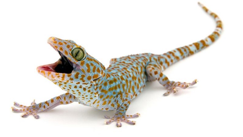 ฝันว่า ตุ๊กแก กระโดด เกาะคอ เลขเด็ด-"Dreaming that a gecko jumps and clings to your neck is a lucky number."