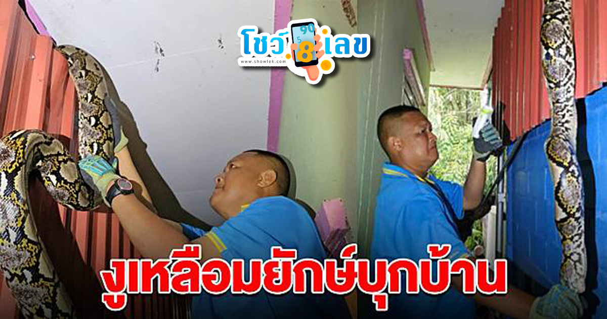 งูเหลือมยักษ์บุกบ้าน คิดว่าโจรเข้าบ้าน เจ้าของบ้านเรียกกู้ภัยสยบงูเหลือมยักษ์ เชื่อมาให้โชคงวดนี้