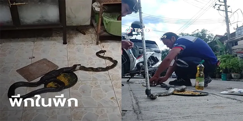 เหลือมบุกบ้านกินหนู-"Pythons invade houses and eat rats."