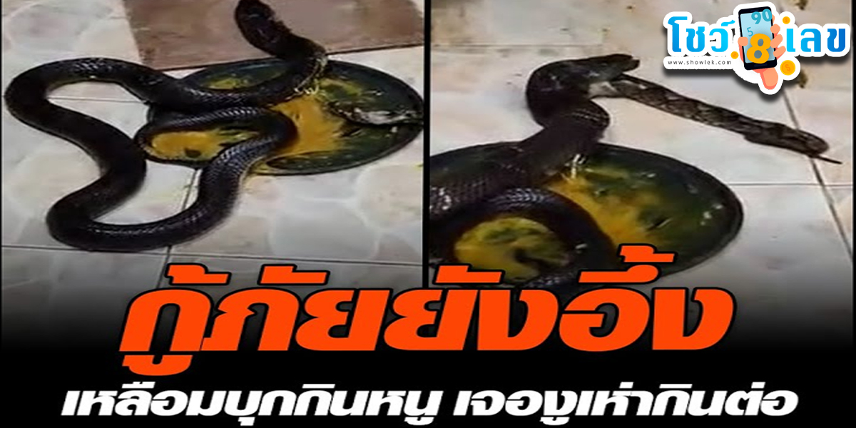 ชุลมุนสุด เหลือมบุกบ้านกินหนู งูเห่ามาเห็นกินงูเหลือมต่อ สุดท้ายติดถาดกาวเหมือนกัน