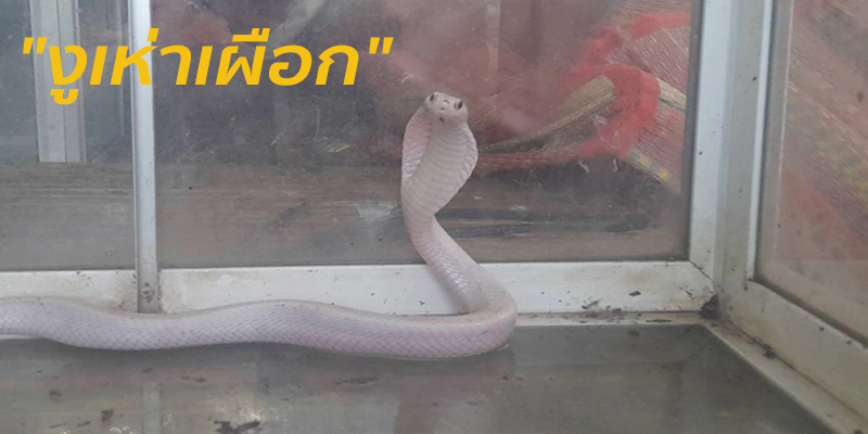 งูเห่าเผือกให้โชค-"An albino cobra brings good luck."