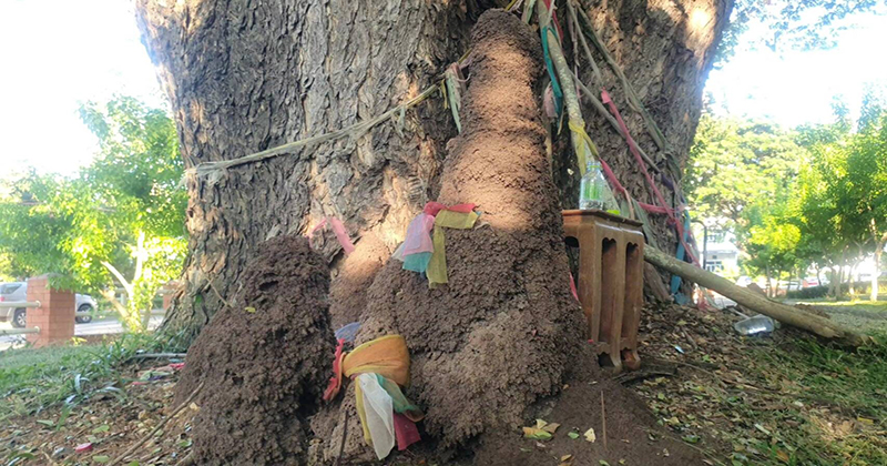 จอมปลวกพ่อแม่ลูก 9 รัง-"Anthill of 9 parents and children"