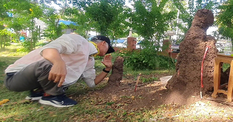 จอมปลวกพ่อแม่ลูก 9 รัง-"Anthill of 9 parents and children"
