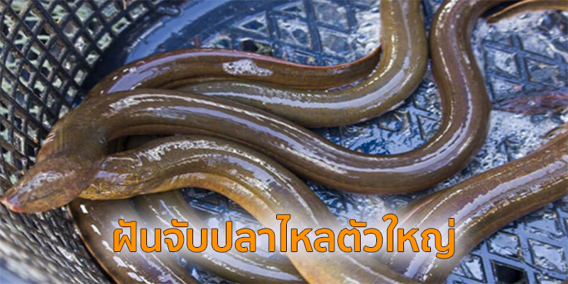 ฝันจับปลาไหลตัวใหญ่-"Dream of catching a big eel"