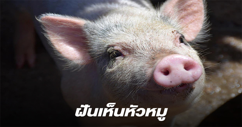 ฝันเห็นหัวหมู 9 หัว-"Dream of seeing 9 pig heads"