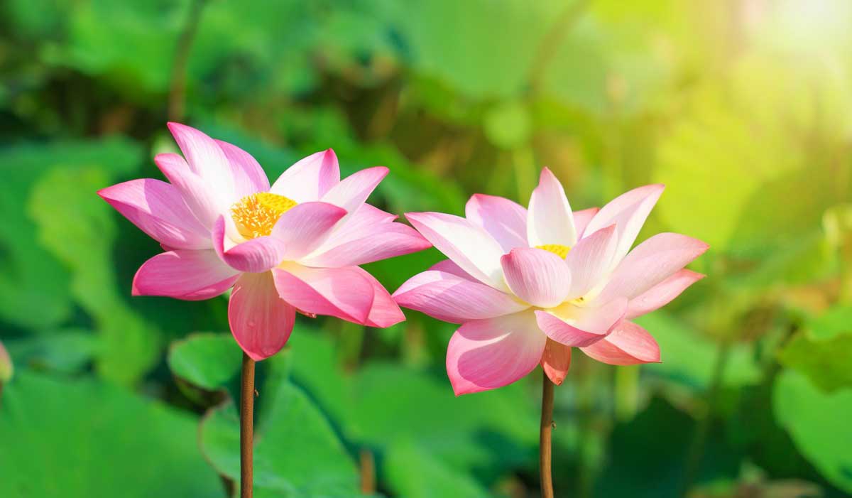 ฝันเห็นดอกไม้สด-''Dream of seeing fresh flowers''