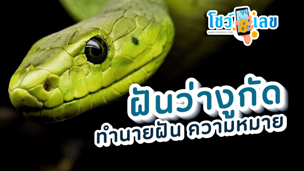 ทำนายความ ฝันว่างูเห่ากัด บอกความหมายว่าอย่างไร พร้อมเลขเด็ดเสี่ยงโชค