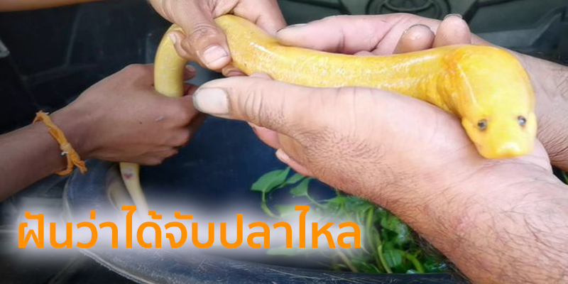 ฝันว่าได้จับปลาไหล-"Dreamed of catching an eel"