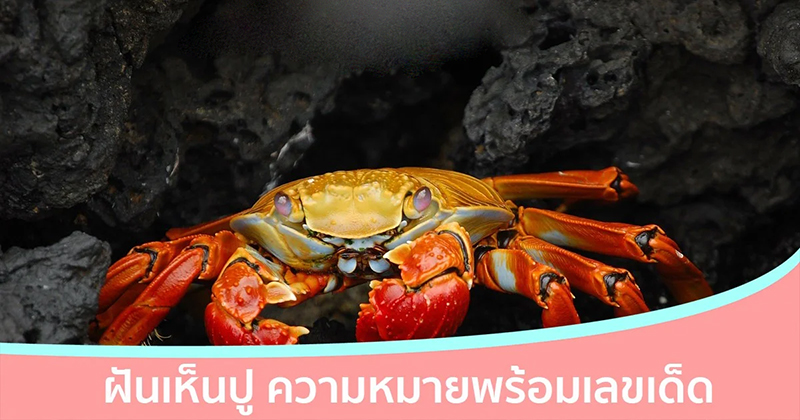 ฝันเห็นปู เลขอะไร-"Dreaming of seeing a crab, what number is it"