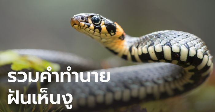 ฝันว่างูเห่ากัด -"Dream that a cobra bites"