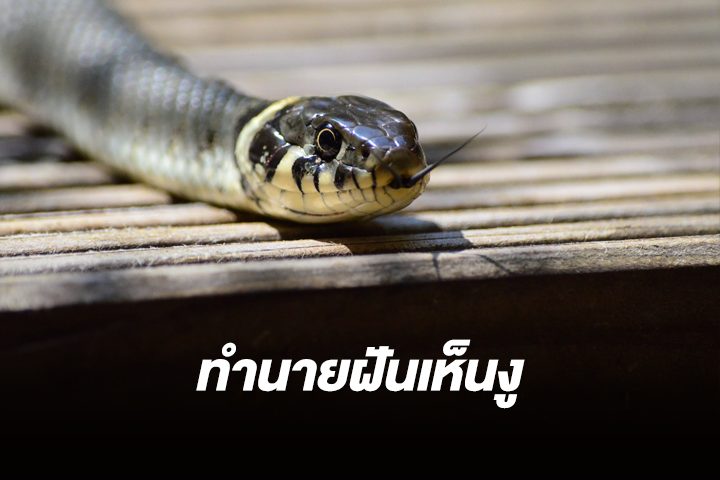 งูกัดเท้า -"Snake bites foot"